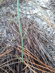 Tritoniopsis pulchra