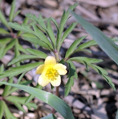 Anemonoides uralensis