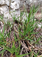 Aloiampelos commixta