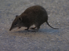 Isoodon obesulus obesulus