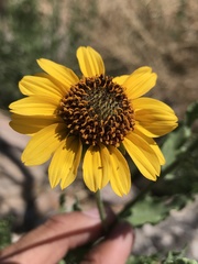 Helianthus ciliaris