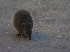 Isoodon obesulus obesulus