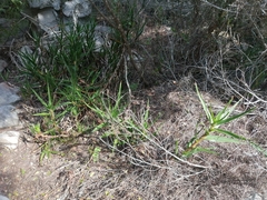 Aloiampelos commixta