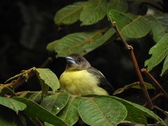 Ramphocelus flammigerus icteronotus
