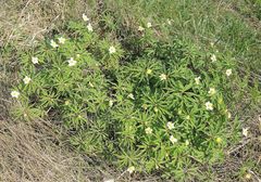 Anemonoides uralensis