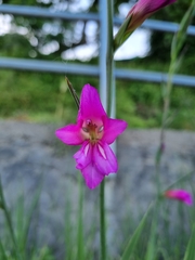 Gladiolus italicus