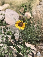 Helianthus ciliaris