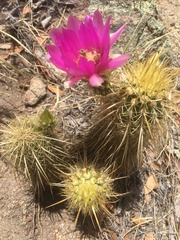 Echinocereus ledingii