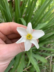 Narcissus × incomparabilis
