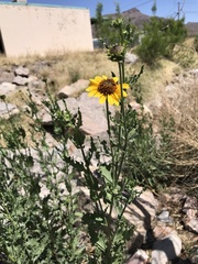 Helianthus ciliaris