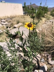 Helianthus ciliaris