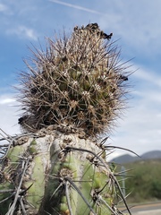 Lemaireocereus hollianus