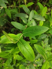 Hypericum monogynum