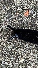 Belocaulus angustipes