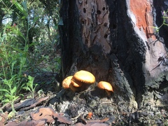 Gymnopilus