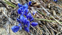 Polygala microphylla