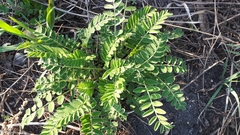 Astragalus canadensis