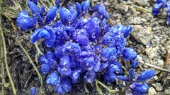 Polygala microphylla