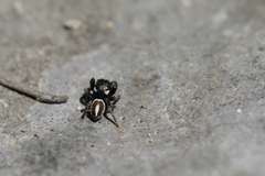 Pellenes geniculatus