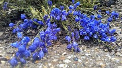 Polygala microphylla