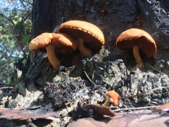 Gymnopilus