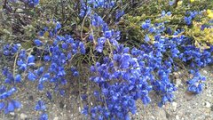 Polygala microphylla