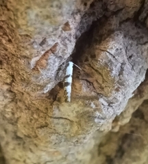Argyresthia austerella