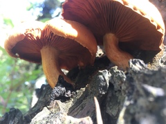 Gymnopilus