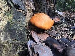 Gymnopilus