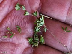 Cliffortia complanata