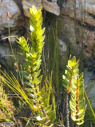 Yellow Lipstick (Endonema lateriflora)