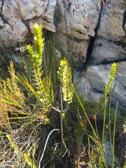 Endonema lateriflora