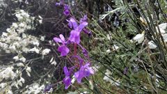 Linaria elegans