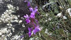 Linaria elegans