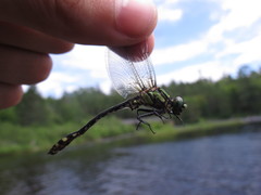 Ophiogomphus anomalus
