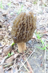 Morchella esculenta