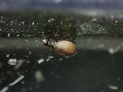 Carnus hemapterus