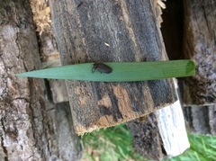 Lucidota atra