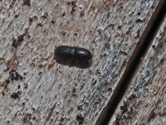 Crypturgus hispidulus