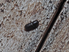 Crypturgus hispidulus