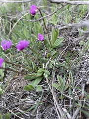 Primula conjugens