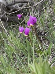 Primula conjugens