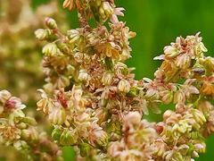 Rumex tuberosus