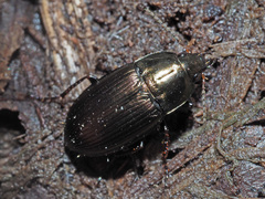 Amara similata