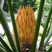 Cycas Family - Photo (c) Shubhada Nikharge, some rights reserved (CC BY-NC-SA)