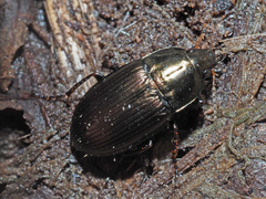 Amara similata
