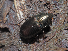 Amara similata