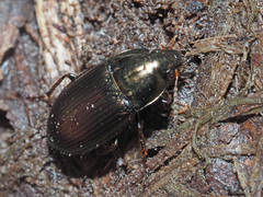 Amara similata
