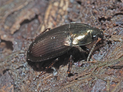 Amara similata