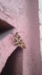 Dione juno miraculosa